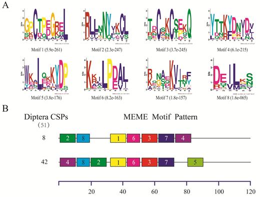 Motif analysis of Diptera CSPs. (A)The eight motifs discovered in the 51 Diptera CSPs by MEME (version 4.12.0) on line server (http://meme.nbcr.net/meme/). (B) Approximate locations of each motif on the protein sequence. The numbers in the boxes correspond to the numbered motifs in the upper part of the figure, where small number indicates high conservation. The numbers on the bottom showed the approximate locations of each motif on the protein sequence, starting from the N-terminal. The protein names and sequences of the 51 CSPs from nine different Diptera species are listed in Supp Table 3 (online only).