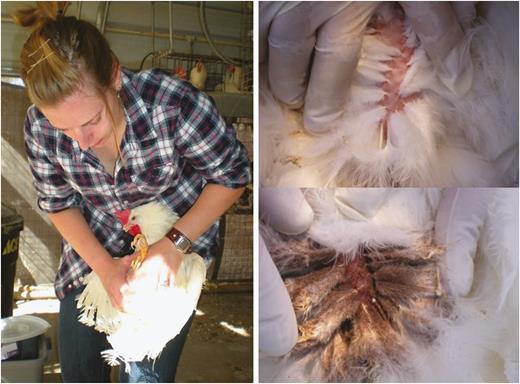 The vent area of birds should be examined for northern fowl mite infestation. The birds should be held with the cloaca region facing away from the examiner (left). Uninfested birds have clean feathers and healthy skin (top right), while northern fowl mite-infested birds will have dirty mite-filled feathers (bottom right).