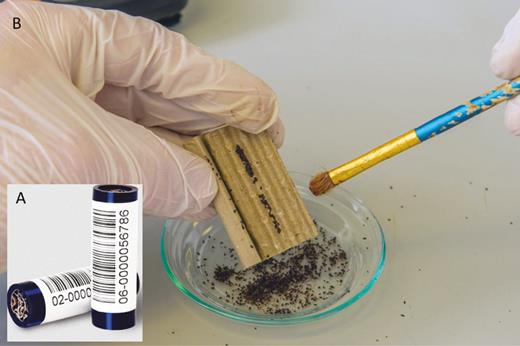 The AVIVET trap (A) is a plastic tube with corrugated cardboard rolled inside. Poultry red mite will use the trap as harborage. The cardboard can be unfurled, and mites enumerated (B). Photographs courtesy of AviVet Veterinary Service, The Netherlands.