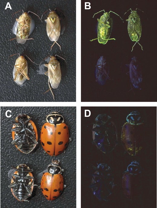 Lygus hesperus (A and B) and Hippodamia convergens (C and D) specimens marked with either SmartWater (top two specimens in each picture) or water (bottom two specimens in each picture) photographed under white light (A and C) or 365 nm ultraviolet light (B and D).