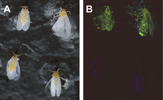 Bemisia tabaci specimens marked with either SmartWater (top two specimens in each picture) or water (bottom two specimens in each picture) and photographed under normal (A) and 365 nm ultraviolet light (B).