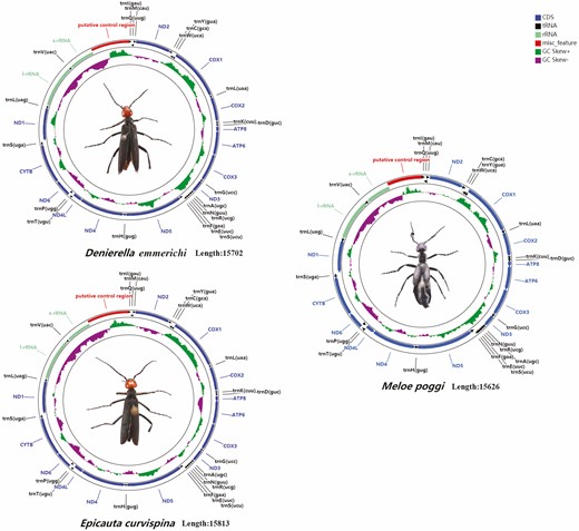 Gene map of the mitochondrial genomes of D. emmerichi, E. curvispina, and M. poggii. Gene abbreviations are as follows: COX1–3, cytochrome c oxidase subunits 1–3; ATP6 and ATP8, ATP synthase subunits 6 and 8; CYTB, cytochrome B; ND1–6 and ND4L, NADH dehydrogenase subunits 1–6 and 4 L.