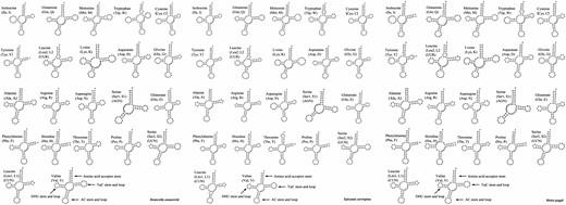 Secondary structure of the tRNAs of D. emmerichi, E. curvispina, and M. poggii mitochondrial genomes.