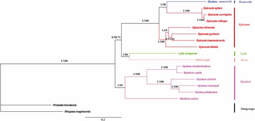Phylogenetic trees of Meloidae inferred using MrBayes (Bayesian inference) and maximum likelihood analyses based on the nucleotide sequences of the 13 protein-coding genes. Bayesian posterior probabilities and bootstrap percentages are indicated on branches.
