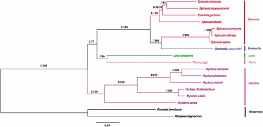Phylogenetic trees of Meloidae inferred using MrBayes (Bayesian inference) and maximum likelihood analyses based on the nucleotide sequences of the 13 protein-coding genes + 2 rRNAs. Bayesian posterior probabilities and bootstrap percentages are indicated on branches.