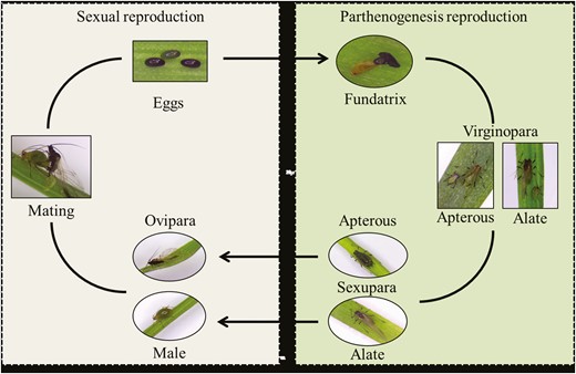 Life cycle of nonhost-alternating, holocyclic Sitobion avenae.