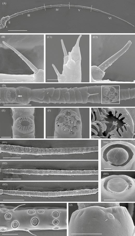 Scanning electron microscopy micrographs of antenna and sensilla on the antennal surface of Sitobion avenae. A, A whole linear antenna comprises six segments, I–VI (antennal segments I–VI). B, Type I trichoid sensilla on antennal segment III of a male. C1, Four type II trichoid sensilla at the antenna tip of a male. C2, An enlarged view of type II trichoid sensilla. D, Big multiporous placoid sensillum (primary rhinarium) on antennal segment V (white arrowhead) and a group of sensilla (primary rhinaria) on antennal segment VI (framed) of a male. E, An enlarged view of primary rhinarium. F, An enlarged view of primary rhinaria which contain major rhinarium (one big multiporous placoid sensillum (black solid asterisk)) and accessory rhinaria (two small multiporous placoid sensilla (white hallow asterisk) and sunken coeloconic sensilla (white solid asterisk)). G, An enlarged view of coeloconic sensillum. H1, H2, and H3, Numerous secondary rhinaria (small multiporous placoid sensillum) on antennal segment III, IV, and V of a male. H4 and H5, An enlarged view of convex and concave forms of secondary rhinaria. I, Convex and concave forms of secondary rhinaria on antennal segment III of a male. J, Campaniform sensillum (white arrowhead) on the dorsal pedicel of a male. Scale bars: A = 250 μm; B, C1, C2, and H5 = 5 μm, D = 50 μm, E and F = 10 μm, G and H4 = 2.5 μm, H1, H2, and H3 = 100 μm, I and J = 25 μm.