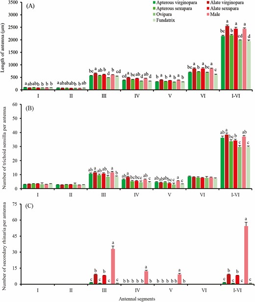 Length of antenna and number of antennal sensilla of different adult Sitobion avenae morphs. A, Length of antenna. B and C, Number of trichoid sensilla and small multiporous placoid sensillum (secondary rhinaria). I–VI, Antennal segments from I to VI. Different lowercase letters indicate significant differences (P < 0.05) between columns and absence of lowercase letters within a segment group indicates no significant differences (P > 0.05) were found (Tukey multiple test).