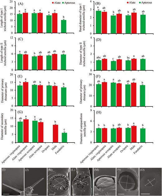 Length and diameter of antennal sensilla of different adult Sitobion avenae morphs. A and B, Length of type I and type II trichoid sensilla on antennal segment III, respectively. C, D, E, F, G, and H, Basal diameter of type I and type II trichoid sensilla on antennal segment III, big multiporous placoid sensillum (primary rhinarium) on antennal segment V, and a group of sensilla (primary rhinaria) on antennal segment VI, small multiporous placoid sensillum (secondary rhinaria) on antennal segment III, and campaniform sensilla, respectively. Different lowercase letters indicate significant differences (P < 0.05) between columns (Tukey multiple test: P < 0.05). I–O, Schematic drawing of sensilla measurements; (I and J) Length and basal diameter of type I and type II trichoid sensillum; K and L, Diameter of primary rhinarium and primary rhinaria; M and N, Diameter of secondary rhinarium; O, Diameter of campaniform sensillum. Scale bars: I, J, K, L, M, N, and O = 5 μm.