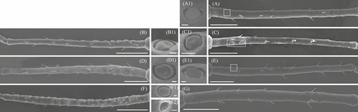 Comparison of scanning electron microscopy images of the central morphology of the cavity of secondary rhinaria (small multiporous placoid sensillum) found in different adult Sitobion avenae morphs. A, B, C, D, E, F, and G, Antennal segment III of fundatrices, alate and apterous virginoparae, alate and apterous sexuparae, males, and oviparae, respectively. A1, B1, C1, D1, and E1, Secondary rhinaria morphology of fundatrices, alate and apterous virginoparae, alate and apterous sexuparae, respectively. F1 and F2, Convex and concave forms of secondary rhinaria of males, respectively. Scale bars: A, B, C, D, E, F, and G = 100 μm; A1, B1, C1, D1, E1, F1, and F2 = 2.5 μm.