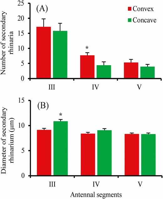 Number (A) and diameter (B) of convex and concave form of small multiporous placoid sensillum (secondary rhinarium) on antennal segments in male Sitobion avenae. Bars with an asterisk indicates significant differences between forms (Independent sample t-tests: *P < 0.05, differences without an asterisk are not significant at P > 0.05).