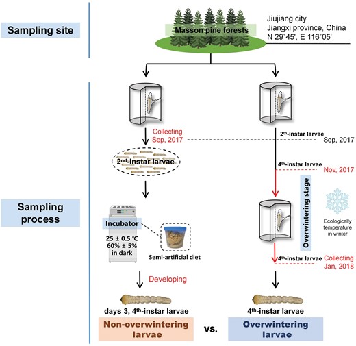 Procedure for sampling of non-overwintering and overwintering groups.