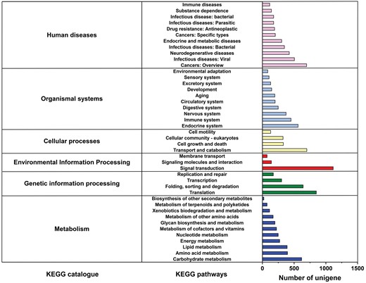 KEGG metabolic pathway of M. alternatus non-overwintering and overwintering larvae. The x-axis on the right indicates the number of unigenes in a category.