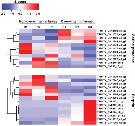 Heatmap and cluster analysis of DEGs encoding Serine protease and Serprin in non-overwintering larvae and overwintering larvae. The color scale bar showed expression levels after Z-score row normalization. Red bar indicated up-regulated, whereas blue bar indicated down-regulated. R1-3 represented three replicates.