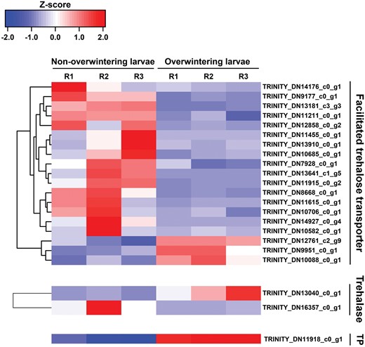 Heatmap and cluster analysis of DEGs encoding facilitated trehalose transporter, Trehalase, and Trehalase phosphatase (TP) in non-overwintering larvae and overwintering larvae. The color scale bar showed expression levels after Z-score row normalization. Red bar indicated up-regulated, whereas blue bar indicated down-regulated. R1-3 represented three replicates.