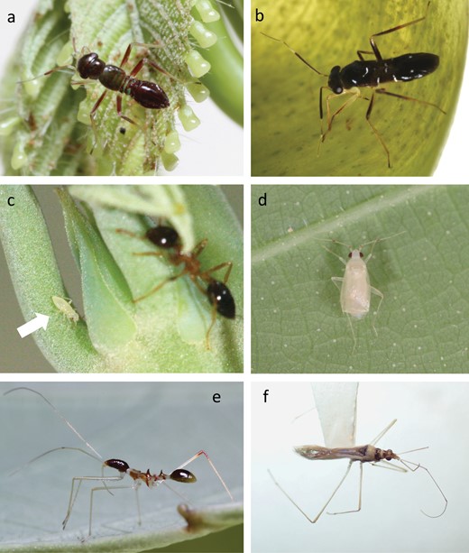 The 3 myrmecophilous bug species examined in the study. Pilophorus lambirensis: nymph a) and adult b); Phylinae sp. 1: nymph c) and adult d); and Arbela sp. 1: nymph e) and adult f).