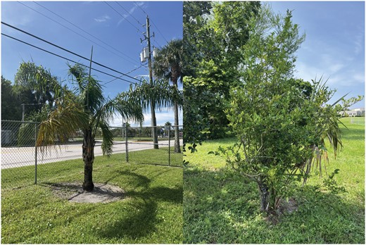 Sticky traps with Haplaxius crudus were tied to a Syagrus romanzoffiana palm (left). Sticky traps with Diaphorina citri were tied to an unidentified citrus tree (right).
