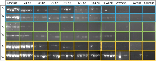 Agarose gels of the injected Haplaxius crudus samples in summer (S) and winter (W) experiments, from baseline to 4 wk on the sticky trap. COI products are shown in blue, H3 products are shown in green, and 18S products are shown in yellow.