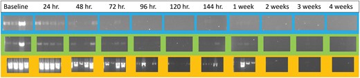 Agarose gels of the fed Haplaxius crudus samples from baseline to 4 wk on the sticky trap. COI products are shown in blue, H3 products are shown in green, and 18S products are shown in yellow.