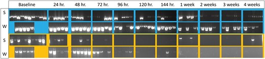 Agarose gels of the Diaphorina citri samples in summer (S) and winter (W) experiments, from baseline to 4 wk on the sticky trap. COI products are shown in blue and 18S products are shown in yellow.