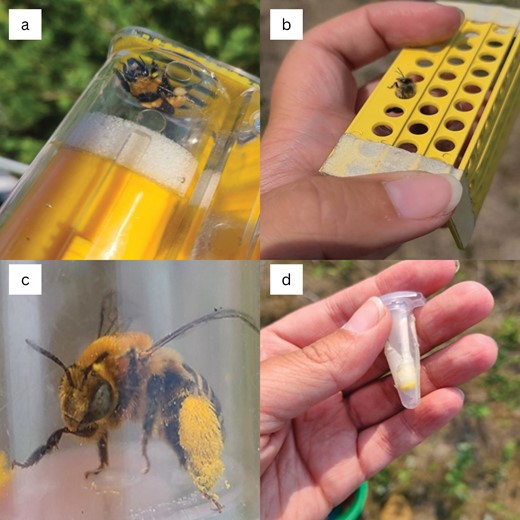 a) A bumble bee in a queen cage before being swabbed with a cotton swab, b) a honey bee crawling through a pollen trap and leaving pollen loads behind in jar, c) a bee in a jar with visible pollen loads before being swabbed with a cotton swab, and d) a cotton swab in a microcentrifuge tube that was used to swab a bee (photograph credit: Bethany Roberton).