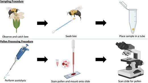 A flowchart outlining the main steps in the pollen sampling and processing workflow. Pollen samples were collected nonlethally from bees on cotton swabs and were frozen at −17 °C. Acetolysis was used to process the pollen samples and prepare them for identification with a light microscope (Created with BioRender.com).