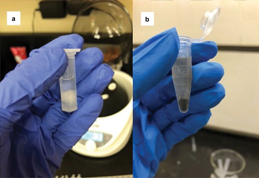 a) The first step of the modified acetolysis procedure where the cotton has been removed from the cotton swab and placed in glacial acetic acid and b) black pollen grains visible at the water rinse step of acetolysis (photograph credit: Kirsten Warcup).