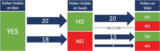 A flowchart following the presence of pollen on a microscope slide if it was visible on the bee and then if it was visible on the cotton swab. The numbers on the arrows indicate the number of samples, and the arrow thickness was visually adjusted to represent the number of samples processed.