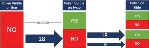 A flowchart following the presence of pollen on a microscope slide if it was not visible on the bee and then if it was visible on the cotton swab. The numbers on the arrows indicate the number of samples, and the arrow thickness was visually adjusted to represent the number of samples processed.