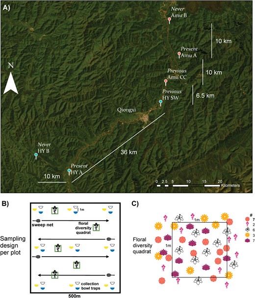 Figure in three panels show field sites and sampling protocols. Panel A shows a map of the locations and distances between field sites. Panel B indicates the sampling plot design, including sweep netting, bowl trapping, and measuring floral diversity. Panel C demonstrates how floral diversity was measured.