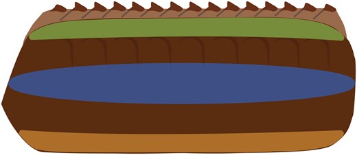 Graphical representation of the areas—below keel, side, and bottom—measured to determine differences in oothecal cutile thickness.