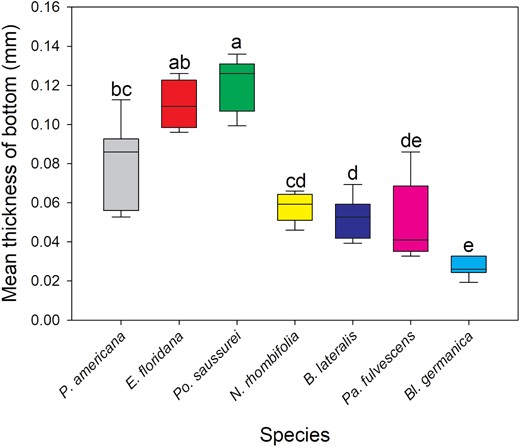 Graph depicting average cuticle thickness of the bottom area—here the groupings are less distinct, with Po. saussurei as the thickest, Bl. germanica as the thinnest, and the other species in a gradient in-between.