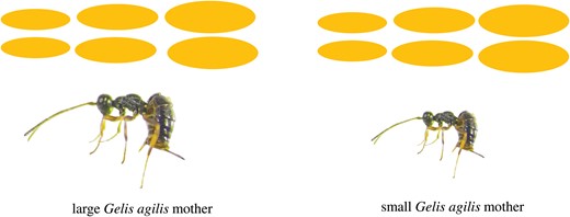 Diagram illustrating the experimental design, where Cotesia glomerata host cocoons of varying sizes were offered to large and small Gelis agilis mothers. The cocoons were presented in a random size order over consecutive days.