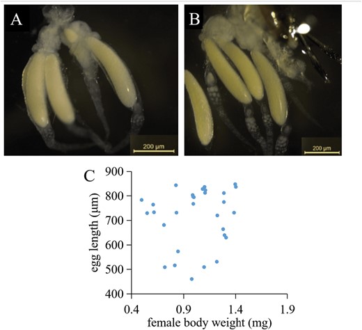 Dissected images of Gelis agilis females showing 3 mature eggs (A) and 4 mature eggs (B) from each mother. (C) Scatterplot depicting the relationship between egg length and G. agilis mother weight, with a linear regression line indicating no significant correlation (F₁, ₂₈ = 0.42, P = 0.52). Female weights range from 0.5 to 1.4 mg (n = 30).