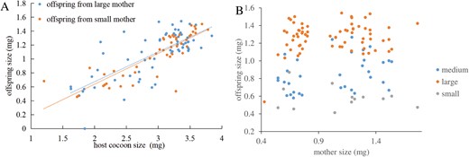 (A) Scatterplot showing the linear relationship between Gelis agilis offspring size and cocoon size for large and small G. agilis mothers, with no significant differences observed between the two regression lines (intercepts: F₁, ₁₀₉ = 0.10, P = 0.75; slopes: F₁, ₁₀₉ = 0.28, P = 0.59). (B) Scatterplot presenting the same data with original mother sizes plotted on the x-axis for reference.