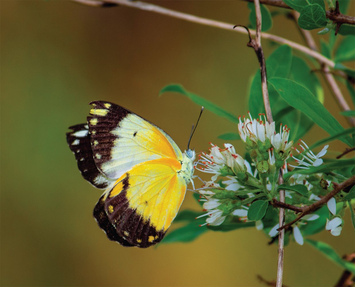 Volume 26 Issue 2 | Journal of Insect Science | Oxford Academic