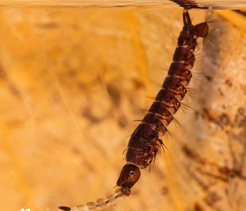 Insect Commication Issues | Journal of Insect Science | Oxford Academic