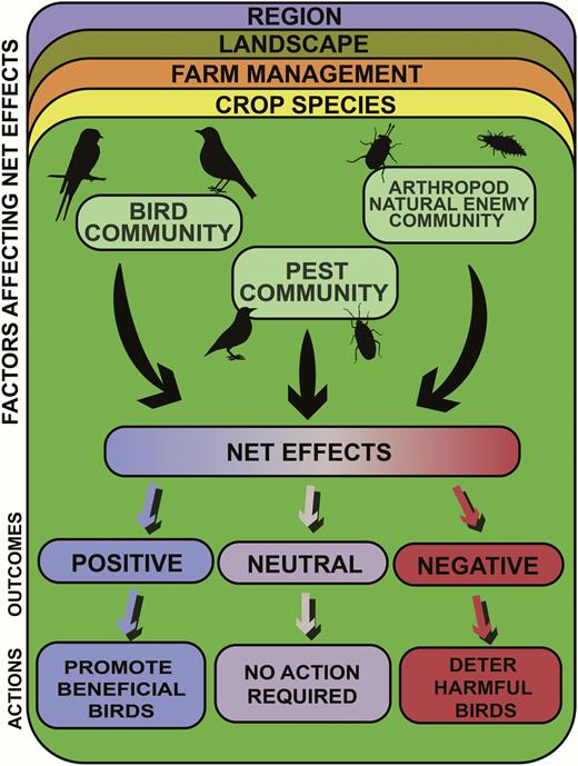Interactions between bird communities, arthropod natural enemy communities, and pest communities (composed of both vertebrates and invertebrates) determine the net effects of bird services and disservices within specific farms. These communities, in turn, are determined by a variety of extrinsic factors, including the crop species, local farm management, the surrounding landscape, and region. When net effects are found to be positive, farmers may choose to promote beneficial birds. When net effects are neutral, farmers may choose not to manage for the services or disservices of birds. However, if the net effects of birds are found to be negative, farmers may choose to deter harmful birds, especially when the cost of the damage outweighs the cost of the bird deterrent practice.