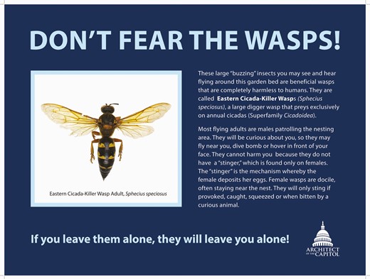 This is an example of an informational sign that was erected near a residing population of eastern cicada killers Sphecius speciosus Drury (Hymenoptera: Crabronidae) in effort to prevent passersby from misconstruing the flying adults as harmful to humans and to help preserve beneficial insects on the U.S. Capitol Grounds.