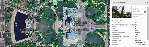 The Capitol Grounds and Arboretum, Urban Forestry program documents relevant pest information, abiotic issues, and safety risks for individual georeferenced tree or woody shrub specimens by using ArcGIS urban forestry management system software. The figure shows the imagery and data records pertaining to a specific Yoshino cherry (Prunus × yedoensis), highlighted by a bordered star in the upper left, on the Union Square area of the property. Circles (○) represent different types of woody plants. The green circles represent individual trees, memorial trees are colored yellow, and woody shrub group plantings are highlighted in light blue. Light green circles with bold black borders denote vacant sites for potential placement of new woody specimens.
