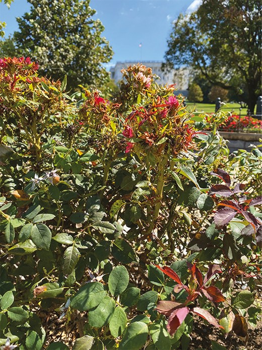 Newly planted cultivated rose, Rosa spp., exhibited disease symptoms of RRD within the first year after installation in perennial garden beds on the U.S. Capitol Grounds. Photo taken on 30 September 2021.