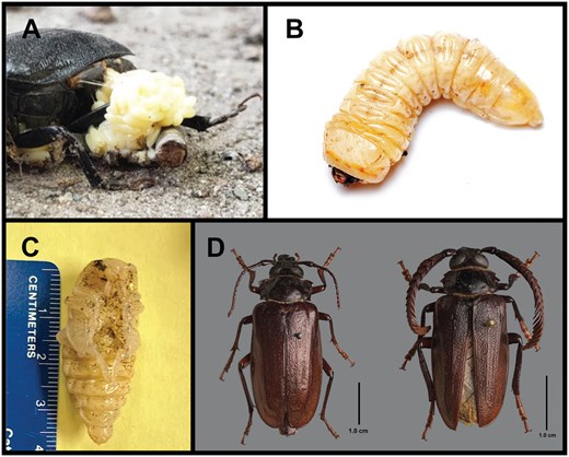 ノースカロライナ州ブルーベリー農園を襲う謎の甲虫を特定(Scientists Identify ‘Mystery Beetle’ Attacking Blueberry Farms Across North Carolina) ノースカロライナ州ブルーベリー農園を襲う謎の甲虫を特定(Scientists Identify ‘Mystery Beetle’ Attacking Blueberry Farms Across North Carolina)