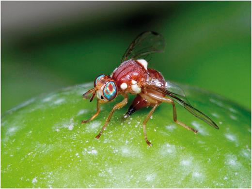 Female olive fruit fly laying eggs in an olive (Photo by Rollin Coville).