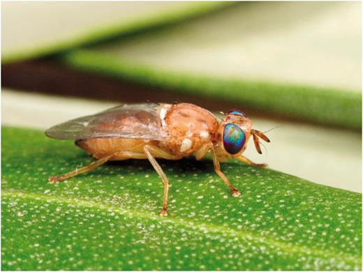 Pale teneral adult after emerging from the pupa and before hardening, darkening, and expanding wings (Photo by Rollin Coville).