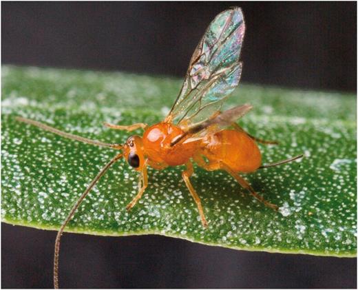 Olive fruit fly larval parasitoid, Psyttalia humilis (Silvestri) (female, forewing length about 4 mm), imported from the USDA-APHIS-PPQ, Guatemala, and released in California (Photo by Peggy Greb).