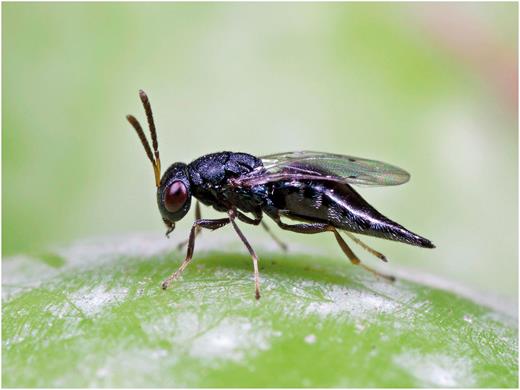 A naturally occurring parasitoid, Pteromalus nr. myopitae (female, about 4 mm entire length), found on olive fruit fly in California (Photo by Rollin Coville).