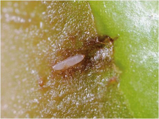 Cross section of an olive fruit showing an olive fruit fly egg (about 0.7 mm long) deposited beneath the green surface (Photo by Rollin Coville).