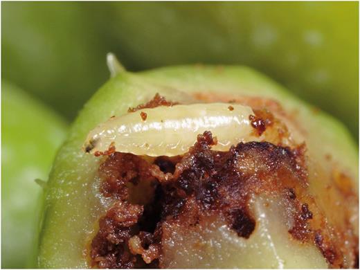 Olive fruit fly second instar (about 4 mm long) surrounded by frass, causing damage by feeding in an olive fruit (Photo by Rollin Coville).