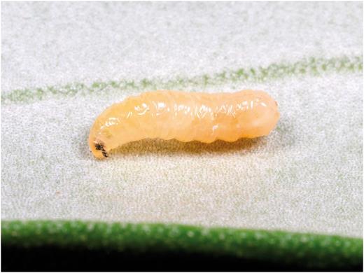 Mature olive fruit fly third-instar larva (about 6 mm long) after leaving the fruit to pupate (Photo by Rollin Coville).