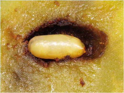 Olive fruit fly pupa (about 5 mm long) found in fruit or in the soil (Photo by Rollin Coville).